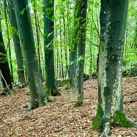 Forest - Ixihome