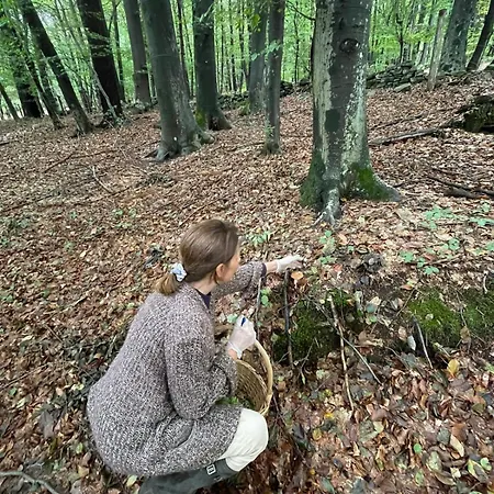 Апартаменты Forest - Ixihome *